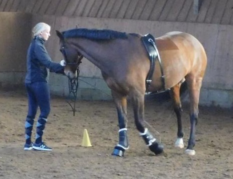 Mensch mit Pferd auf Pferdekoppel