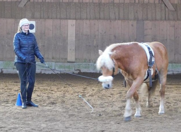 Mensch mit Pferd auf Pferdekoppel
