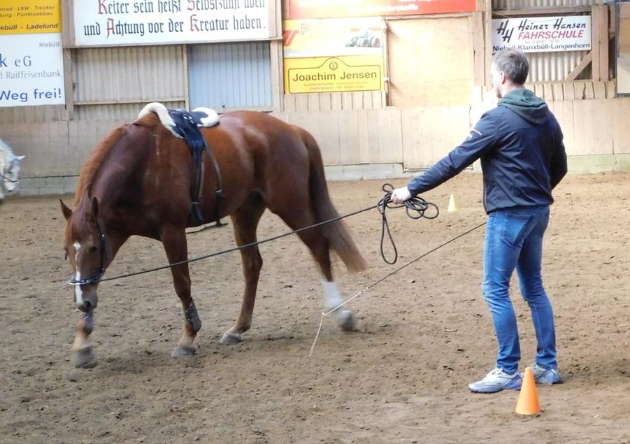 Mensch mit Pferd auf Pferdekoppel