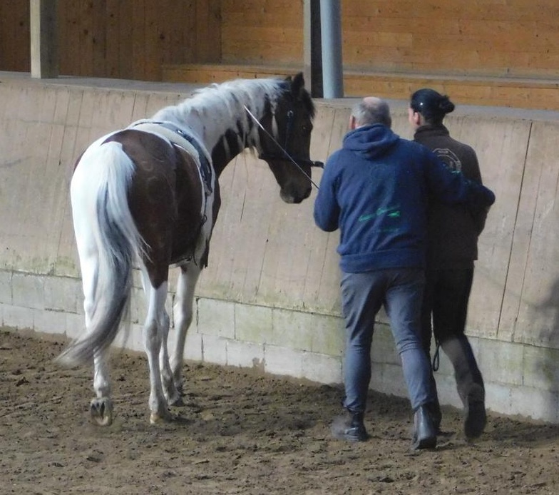 Mensch mit Pferd auf Pferdekoppel