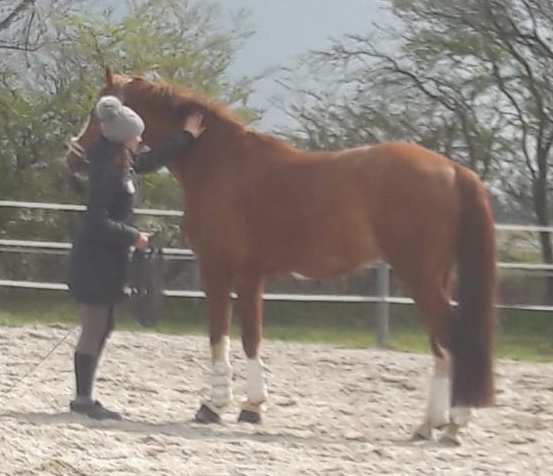 Mensch mit Pferd auf Pferdekoppel