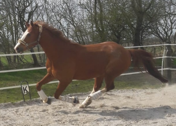 Mensch mit Pferd auf Pferdekoppel