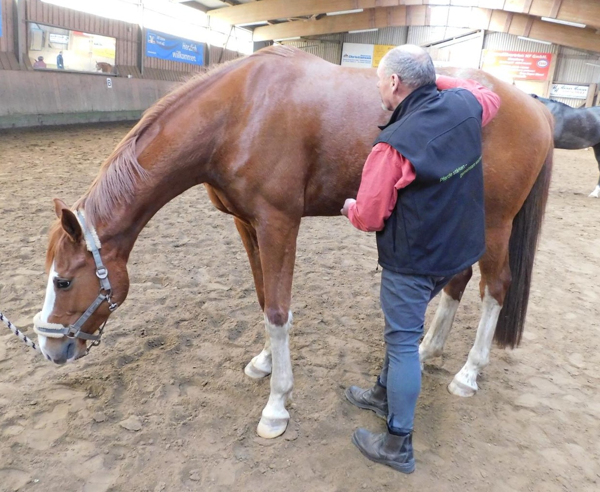 Mensch mit Pferd auf Pferdekoppel