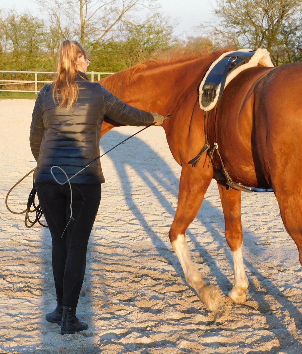 Mensch mit Pferd auf Pferdekoppel