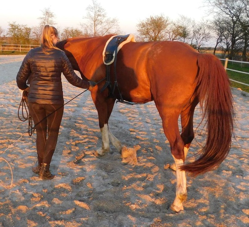 Mensch mit Pferd auf Pferdekoppel