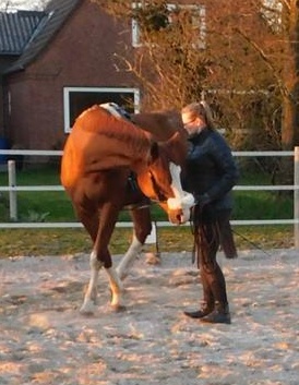 Mensch mit Pferd auf Pferdekoppel