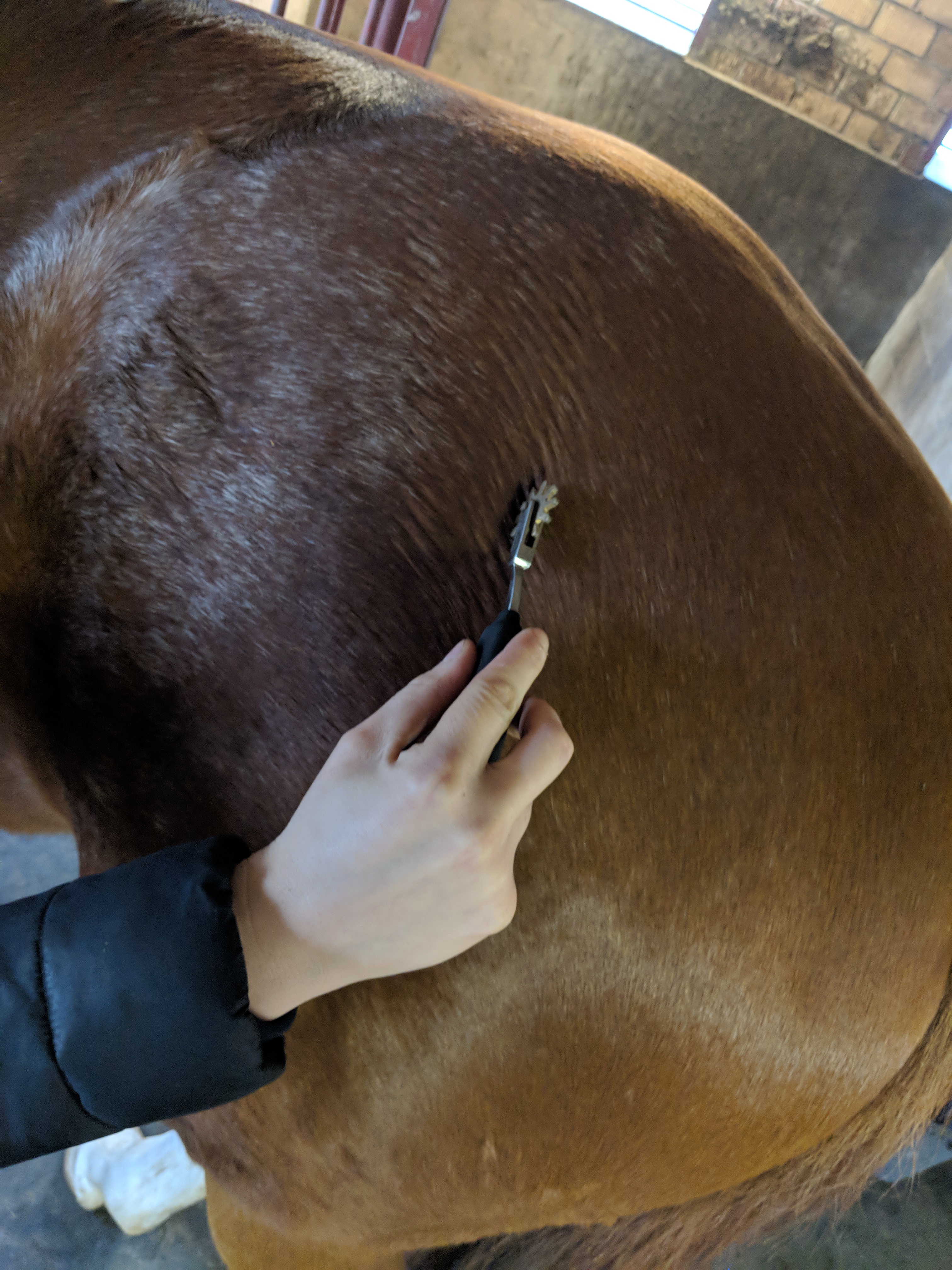Nahaufnahme einer Behandlung eines unteren Pferdesrückens mit einem Faszienrad