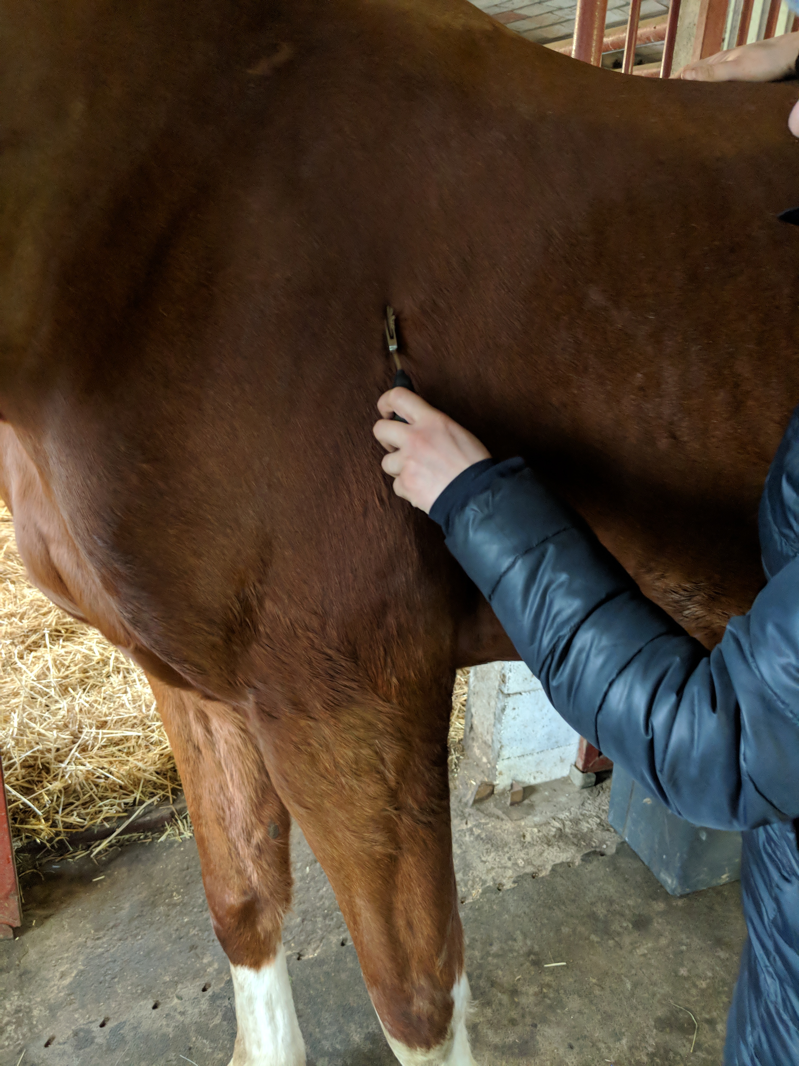 Nahaufnahme einer Behandlung einer Pferdeschulter mit einem Faszienrad