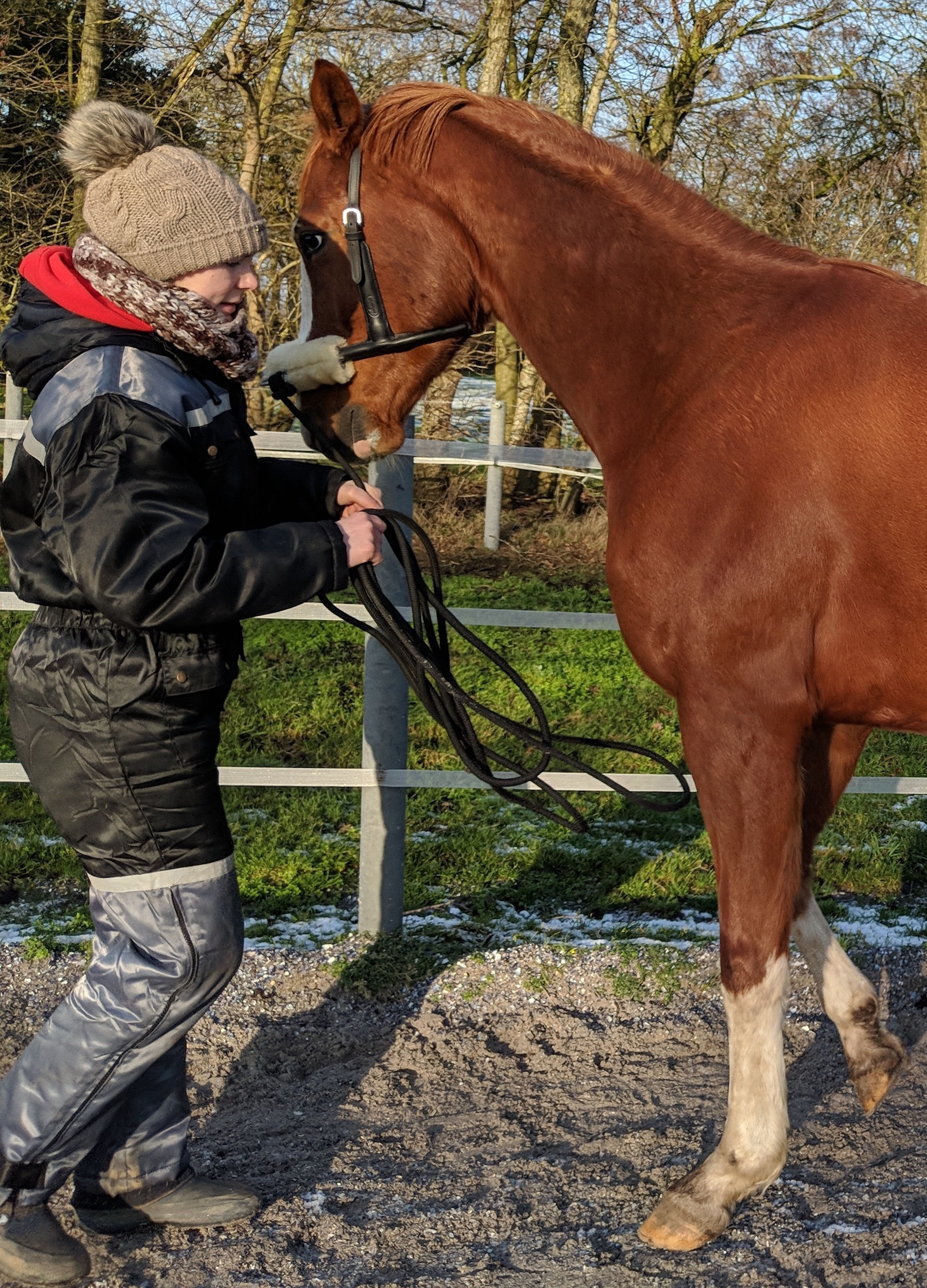 Mensch hält Pferd an Leine auf einer Pferdekoppel