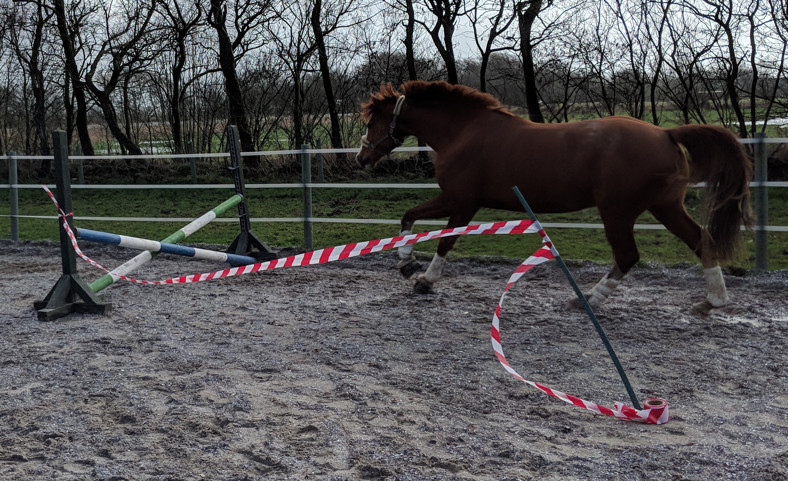 Mensch mit Pferd auf Pferdekoppel