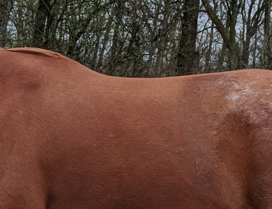 Mensch mit Pferd auf Pferdekoppel