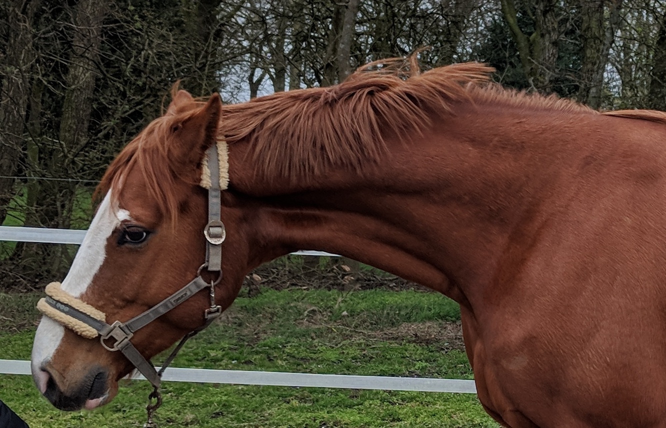 Mensch mit Pferd auf Pferdekoppel