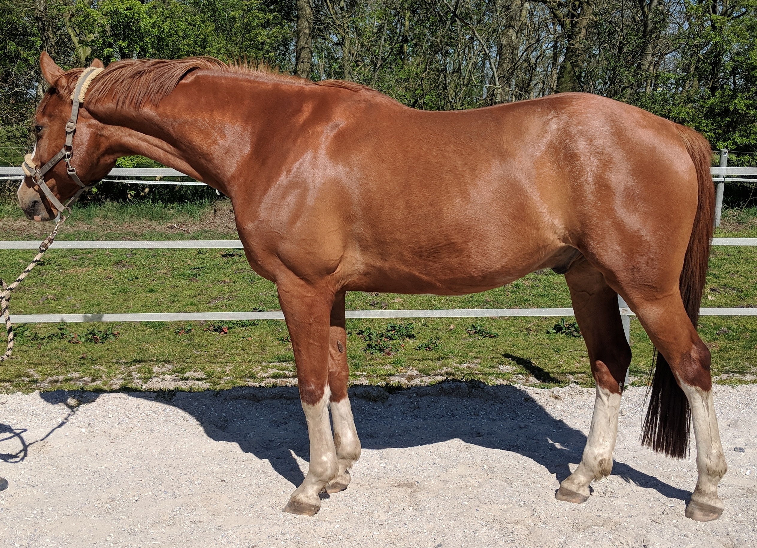 Mensch mit Pferd auf Pferdekoppel