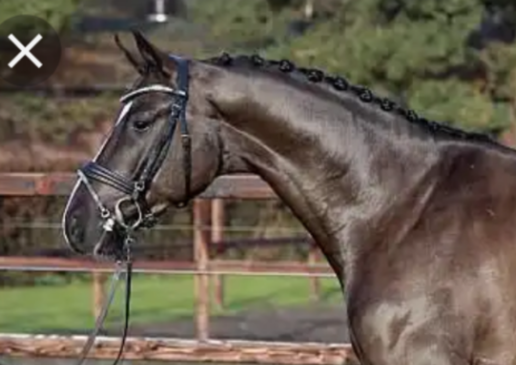 Seitliche Aufnahme von Hals und Kopf eines schwarzen Pferdes