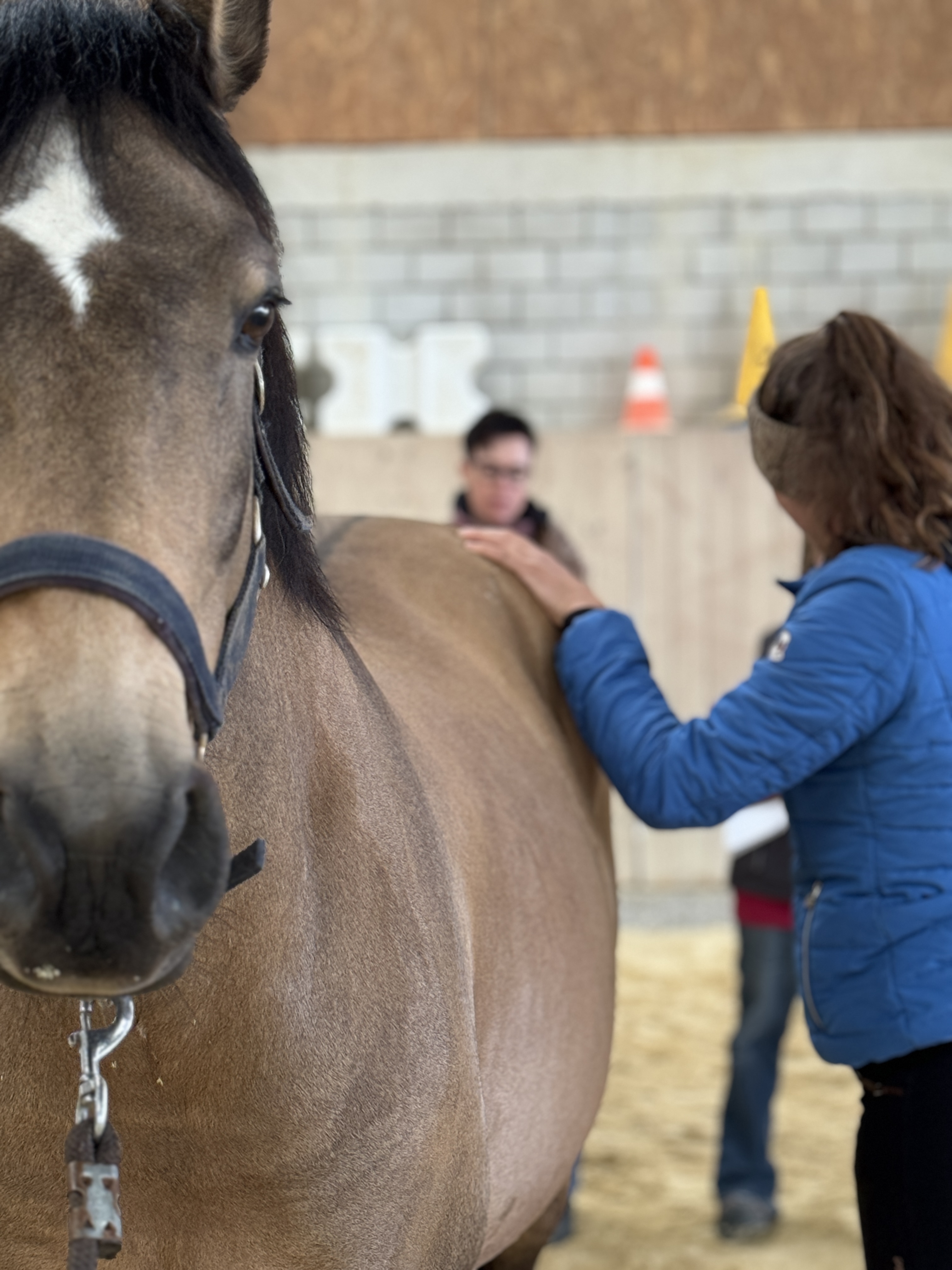 Hospitation wöhrend einer Pferdeosteopathie-Behandlung